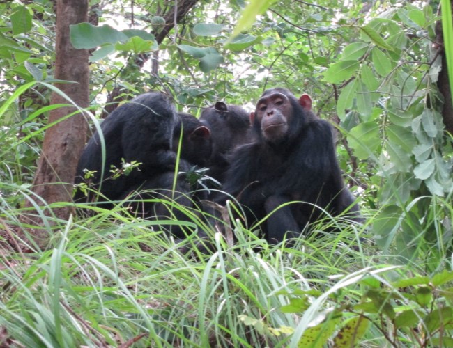 Gombe Stream National Park