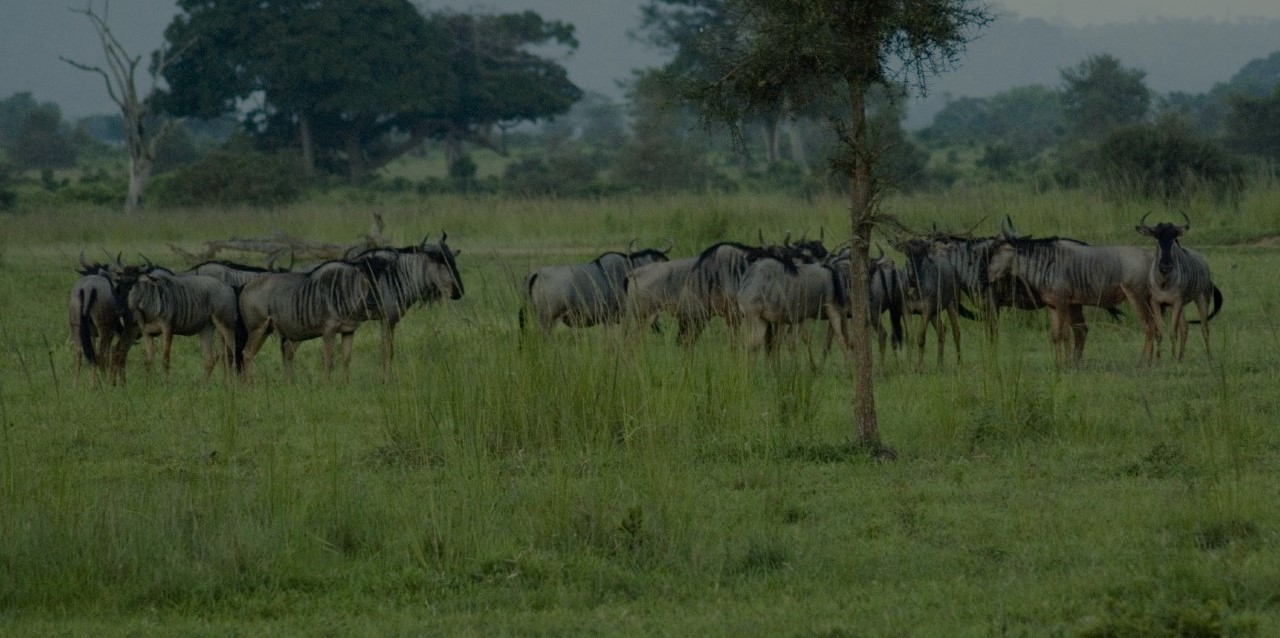 Mikumi National Park