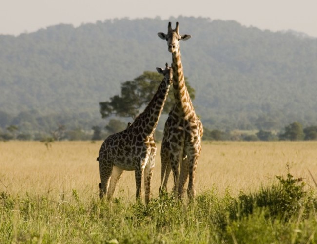 Mikumi National Park