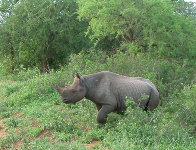 Mkomazi National Park