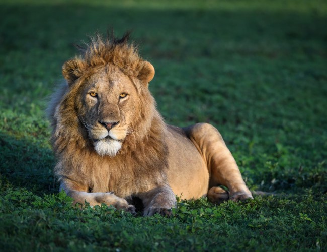 Ngorongoro Conservation Area