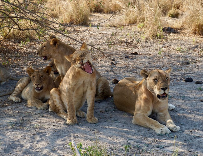 Nyerere National Park