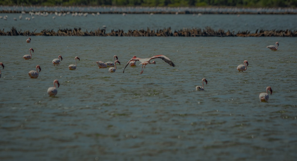 Saadani National Park