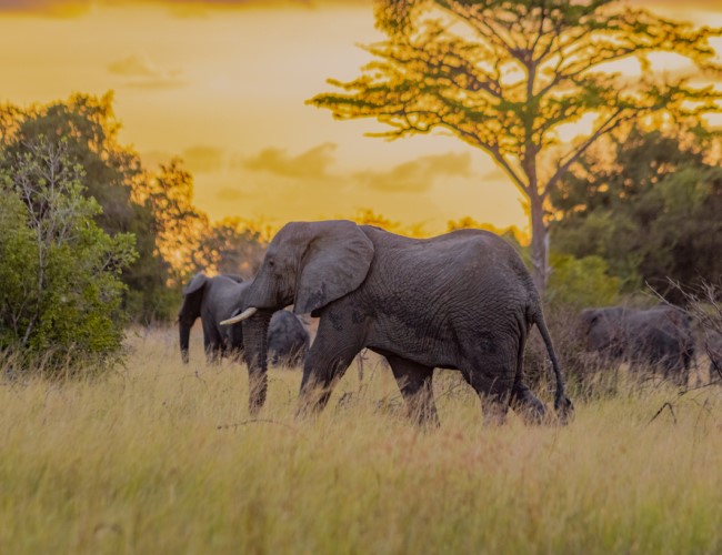 Saadani National Park